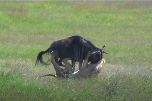 CLIP: Sư tử trao cho linh dương đầu bò 'nụ hôn thần chết'