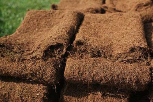 "Thần dược" cho sức khỏe mà nhiều người đang ném bỏ