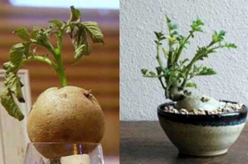 Thấy khoai tây mọc mầm đừng vội vứt đi, hãy làm ngay 6 việc này