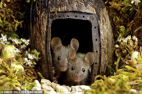 Chiêm ngưỡng bộ ảnh 'gây sốt' khi chụp 'ngôi làng của những chú chuột'