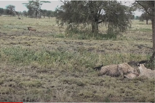 CLIP: Linh dương đầu bò "nộp mạng" cho hai con báo săn