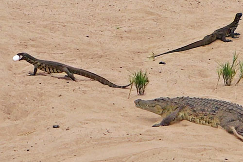 Kỳ đà tinh ranh, liều lĩnh trộm trứng ngay trước mặt cá sấu