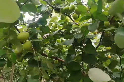 An Giang: Thu 1 triệu đồng/ngày nhờ trồng táo hồng và ổi Đài Loan