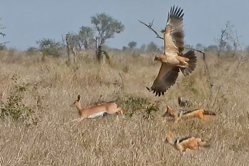 Đại bàng và chó rừng ‘bắt tay’ truy đuổi linh dương đầy kịch tính
