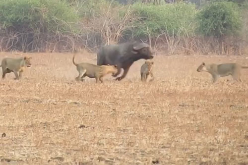 Trâu rừng thoát thân ngoạn mục khi 'tử chiến' với bầy sư tử