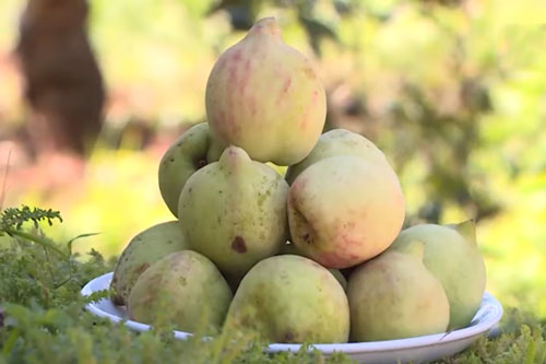 Sơn La: Thu lợi nhuận cao nhờ 'ép' cho đào ra quả rải vụ