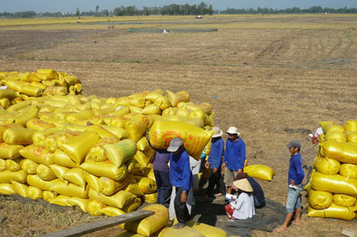 Tranh thủ thị trường khi gạo xuất khẩu có giá tốt