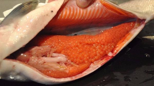 Ai cũng nghĩ thịt cá tốt nhất mà không ngờ bỏ phí 4 phần của cá quý như "thần dược"