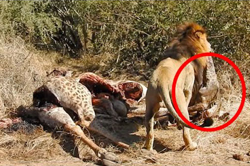 Kinh hoàng trước cảnh tượng sư tử lôi xác hươu cao cổ con ra khỏi bụng mẹ