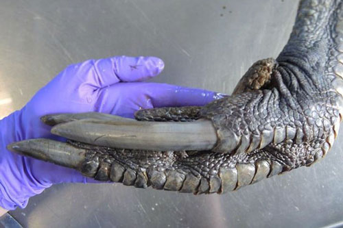 ‘Sửng sốt’ với những động vật cứ ngỡ như sinh vật ngoài hành tinh