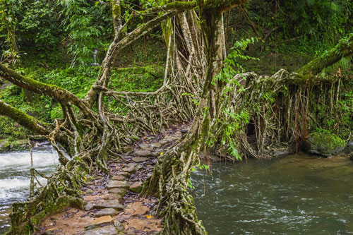Bên trong ngôi làng bí ẩn ở Ấn Độ, nơi hiếm khi tạnh mưa