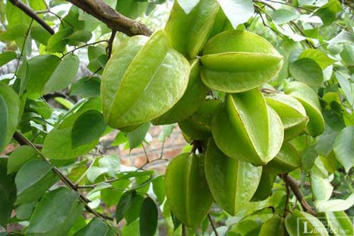 "Thần dược" ngừa ung thư hiệu quả có sẵn trong vườn mà ít người biết đến