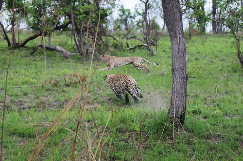 Thiếu cảnh giác, báo săn suýt trở thành miếng mồi ngon của báo hoa mai