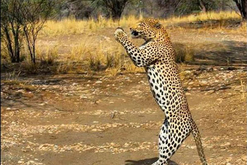 Sự thật ‘khó đỡ’ phía sau cảnh tượng ‘báo đứng bằng 2 chân chắp tay cầu nguyện’