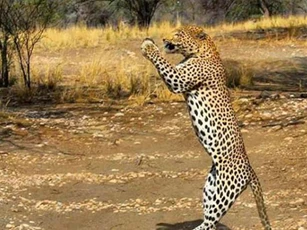Sự thật ‘khó đỡ’ phía sau cảnh tượng ‘báo đứng bằng 2 chân chắp tay cầu nguyện’