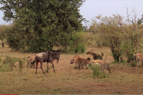 CLIP: Linh dương đầu bò tử chiến đàn linh cẩu, kết cục sẽ ra sao?