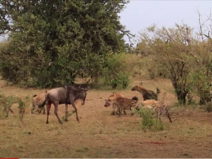 CLIP: Linh dương đầu bò tử chiến đàn linh cẩu, kết cục sẽ ra sao?