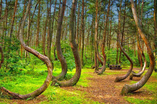 Giải mã bí ẩn về khu rừng có hàng trăm gốc cây bị uốn cong một cách khó hiểu