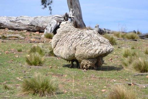 Chú cừu vô tình được cứu sống trở nên nổi tiếng và có tên trong sách kỷ lục Guinnes