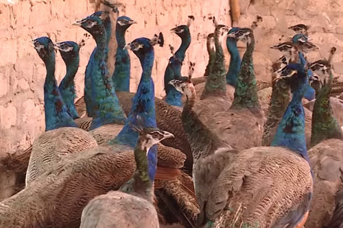 Hưng Yên: Thu 300 triệu đồng/năm nhờ mô hình nuôi chim công