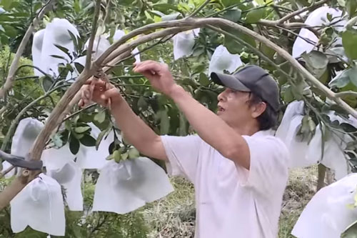 Hòa Bình: Thu hàng trăm triệu đồng/năm nhờ bí quyết ép bưởi ra quả quanh năm