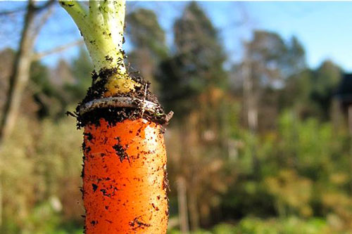 Bị mất nhẫn cưới, 16 năm sau, người phụ nữ bất ngờ tìm thấy nó bị mắc trong... củ cà rốt, "nghi phạm" còn là con cừu của gia đình