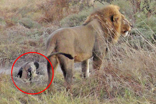Chó hoang tinh ranh giả chết, qua mắt cả đàn sư tử