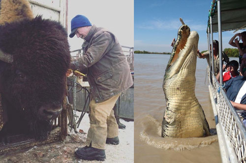 10 khoảnh khắc cho thấy con người bé nhỏ thế nào trước động vật hoang dã