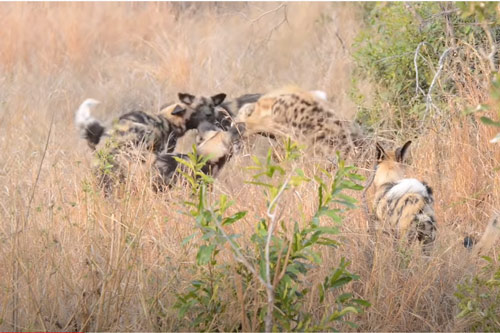 CLIP: Linh cẩu bị "đánh" tơi tả khi giành mồi của 8 con chó hoang