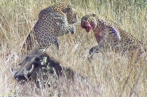 Báo hoa mai đại chiến dữ dội giúp lợn bướu thoát chết ngoạn mục