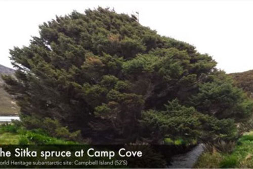 Loài cây “cô đơn” nhất thế giới ẩn chứa những câu chuyện sinh tồn