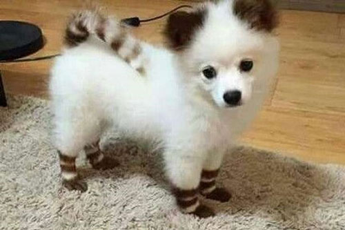 Những con vật với vẻ ngoài quái dị như thể bị tạo hóa "làm rơi khay sơn màu", gây cười nhưng không phải ai cũng có cơ hội chiêm ngưỡng