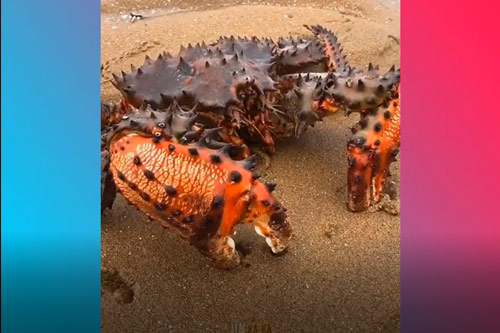 CLIP: Đã mắt khi xem các ngư dân bắt hải sản trên bờ biển