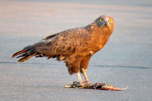 Trận chiến không cân sức giữa rắn nâu với đại bàng và cái kết được dự báo trước