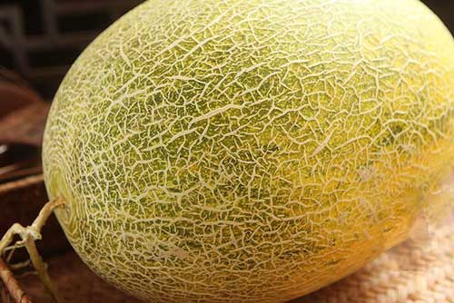 Người bán hàng không bao giờ nói cho bạn: Mua dưa lưới nhất định phải sờ vào chỗ này