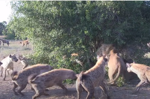 CLIP: Sư tử đực đơn độc bị đàn linh cẩu cướp mồi trắng trợn