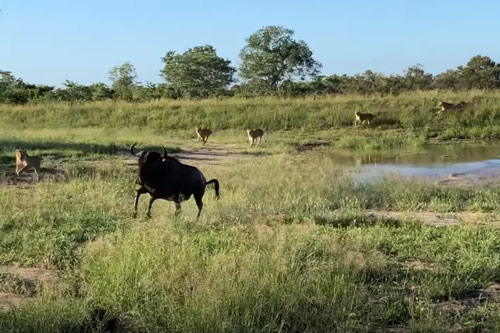 CLIP: Linh dương đầu bò thoát chết ngoạn mục trong vòng vây của 7 con sư tử