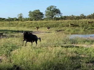 CLIP: Linh dương đầu bò thoát chết ngoạn mục trong vòng vây của 7 con sư tử