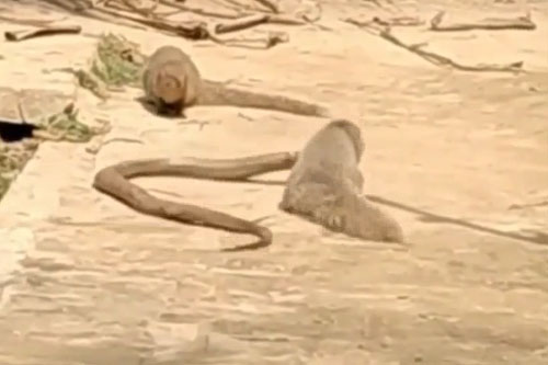 Rắn hổ mang chúa 'nếm trái đắng' khi đụng độ cầy mangut