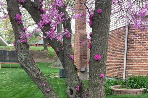 Bắp ngô "bảy sắc cầu vồng" kỳ dị chưa từng thấy và loạt ảnh khó tin chứng minh mẹ thiên nhiên chưa bao giờ khiến chúng ta hết ngạc nhiên