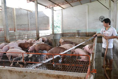 Giá lợn hơi xuống thấp, người chăn nuôi vẫn có lãi