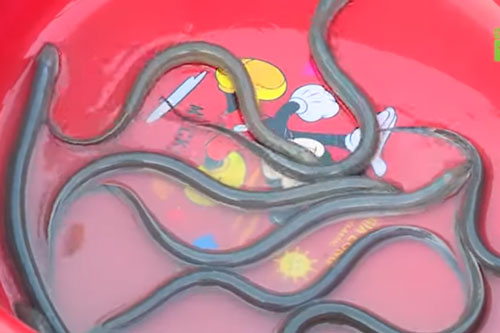 Nghệ An: Thu 200 triệu đồng/năm nhờ nuôi lươn không bùn