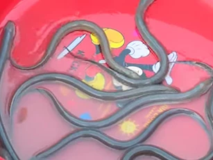 Nghệ An: Thu 200 triệu đồng/năm nhờ nuôi lươn không bùn