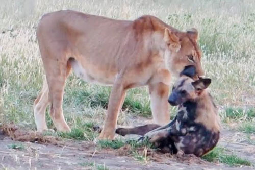 Bị sư tử cắn cổ, chó hoang vẫn thoát chết thần kỳ nhờ điều bất ngờ này