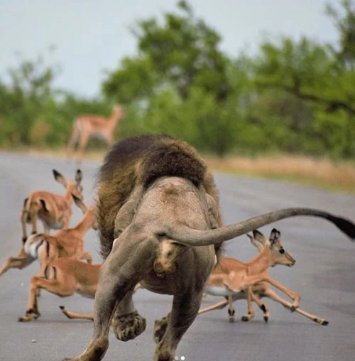Sư tử đuổi theo bầy linh dương Impala.