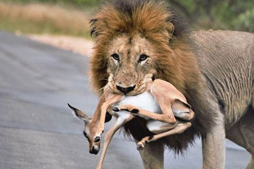 Cú trượt chân tai hại khiến 3 chú linh dương Impala phải bỏ mạng trước nanh vuốt của sư tử