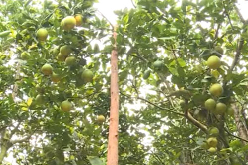 Bắc Giang: Lão nông thu gần 1 tỷ đồng/năm nhờ trồng cam sành