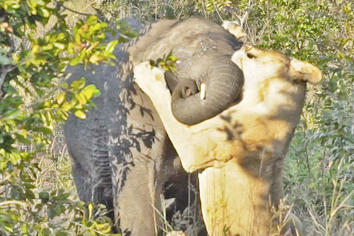 Không tự lượng sức, sư tử bị voi đuổi 'chạy mất dạng'