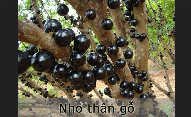 10 loại quả hiếm nhất thế giới, 4 trong số đó mọc đầy ở Việt Nam - 5