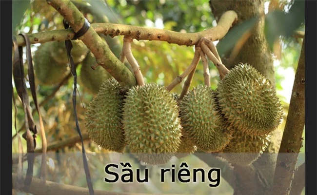 10 loại quả hiếm nhất thế giới, 4 trong số đó mọc đầy ở Việt Nam - 6
